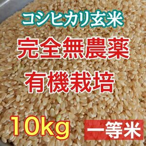 完全無農薬 有機栽培 10キロ 『一等米』令和5年 新米 コシヒカリ玄米 美味しい実家のお米 安心安全で美味しいお米　送料・精米無料(^^)/