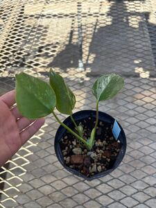 年始セール！ハワイのモンステラ Monstera Borsigiana albo from HAWAII モンステラボルシギアナハワイ由来株安定した散り斑で焼けにくい！