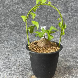 【鉢ごと発送】アフリカ型 亀甲竜 / Dioscorea elephantipes / 3号鉢 / 塊根・多肉植物【現品】 24-10-3-27