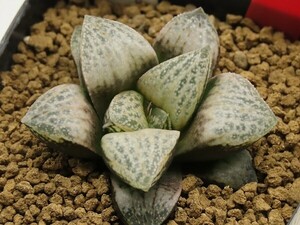 ■[W042]古都姫葵F2×スワンズウィング　実生　未繁殖【多肉植物　Haworthia　ハオルチア　ハオルシア】