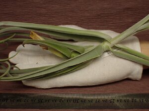 Tillandsia duratii Thick Leaf Giant clone チランジア・ドゥラティ シックリーフジャイアントクローン 418★エアプランツDF