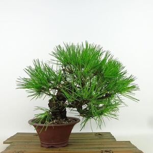 盆栽 松 赤松 樹高 上下 約20cm あかまつ Pinus densiflora アカマツ red pine マツ科 常緑樹 観賞用 小品 現品