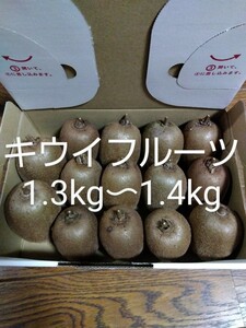 キウイフルーツ 梱包資材込み1300g〜1400g 農薬不使用