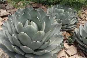 Agave parryi var. truncata アガベ パリー トランカータ 種子 100粒