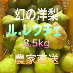 【農家直送】洋梨　ル.レクチェ訳ありキズあり3.5kg箱