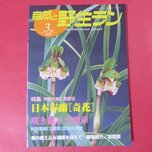 YN3-250109☆自然と野生ラン 2007年3月号 日本春蘭 雪割草