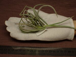 Tillandsia duratii チランジア・ドゥラティ 045★エアプランツPF