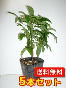 マンリョウ 樹高0.2m前後 9～10.5cmポット （5本セット）（送料無料） 苗 植木 苗木 苗