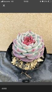 多肉植物☆韓国苗☆レッドベルベット☆赤棒☆２苗