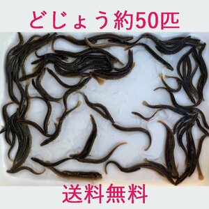 送料無料 どじょう 100ｇ 約 50匹 活餌 生き 餌 食用 中国産