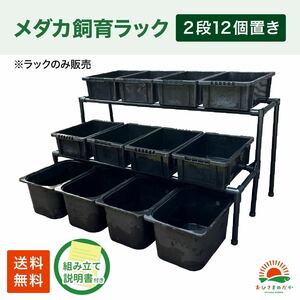 ★メダカ飼育黒ラック　2段12個置き★ めだか飼育棚NVBOX13 めだか容器産卵撮影 ビオトープゾウリムシPSB針子タマミジンコにどうぞ