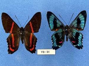 外国産蝶標本： Ancyluris etias etias A 1ex 1ex裏　 (YS-01) 