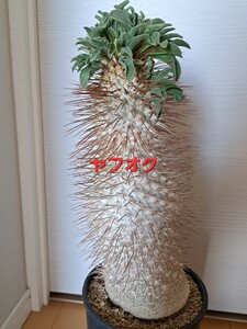 ①パキポディウム　ナマクアナム　 Pachypodium namaquanum　光堂 　接木【検】パキポディウム　グラキリス ケラリア　ピグマエア パキプス