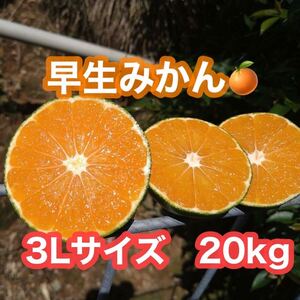 熊本県産！早生みかん　3Lサイズ　20kg(送料無料)