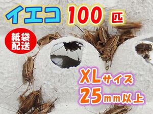 ヨーロッパイエコオロギ イエコ 成虫 XL サイズ 20mm以上 紙袋配送 100匹 生餌 死着保証10% 爬虫類 両生類 トカゲ カエル [3712:gopwx]