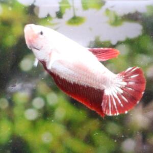 ベタ　プラカット　メス　レッドドラゴン　05F0925-040　高知熱帯魚サービス　熱帯魚　生体