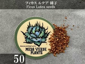 フィカス ルテア 種子 50粒+α Ficus Lutea 50 seeds+α 種