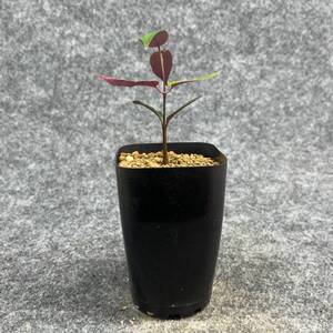 【鉢ごと発送】ペトペンチア ナタレンシス / Petopentia natalensis /【実生】/ 2号鉢 / 【現品】24-7-23-32