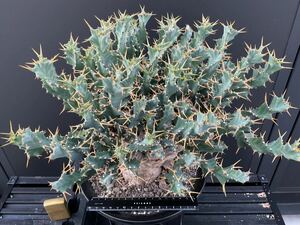 Euphorbia clavigera-ユーフォルビア・クラビゲラ　　　 塊根　怪奇植物　ビザールプランツ