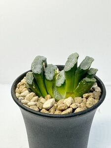 ハオルチア 玉扇 マンモス Haworthia truncata 