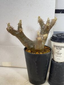 4226 「塊根植物」パキポディウム エニグマティクム 植え【発根・Pachypodium enigmaticum・多肉植物】