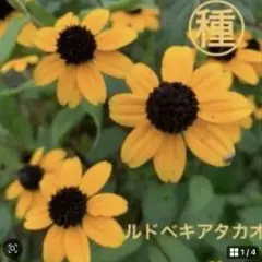 ルドベキアタカオ 100粒