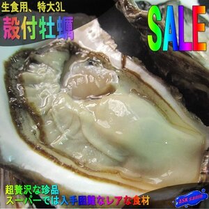 生食用「特大、牡蠣3L-2kg」=トップシーズンの[身入り最高]の牡蠣です!!