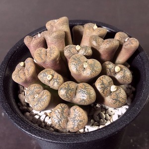 クプレアツム(SH249) cupreatum SH249　　 コノフィツム 　Conophytum 　多肉植物