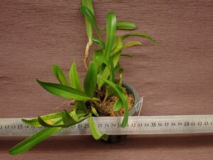 Bulbophyllum falcatum バルボフィラム・ファルカツム 708●ラン苗