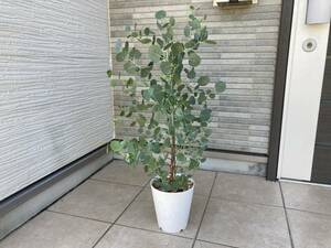 美形樹形★１点物の早い者勝ち！ユーカリ・ポリアンセモス（ポポラス）『Eucalyptus polyanthemos』の鉢植え　樹高約７１㎝（鉢底から）