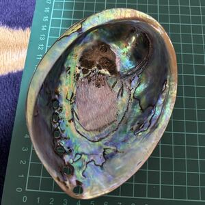 アワビ貝殻　1