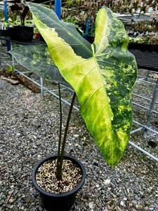 アロカシア Alocasia longiloba var No2