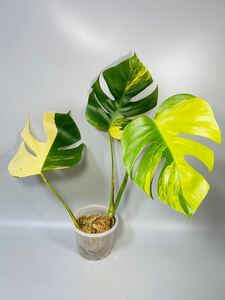 「24」モンステラ　ボルシギアナ　オーレア 斑入り Monstera borsigiana Aurea Variegata