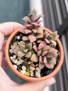 セール!!! アナカンプセロス 桜吹雪　多肉植物　苗 