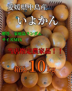 中島郵便局より発送！！ 愛媛県中島産！当店指定農家いよかん家庭、贈答品ランダムサイズMIX箱込10kg④