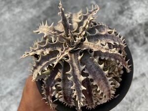 ディッキア ストーン x ターザン　Dyckia Stone x Tarzan　子株　ブロメリア