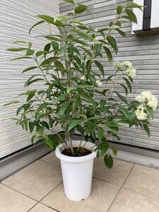 超美形樹形★！１点物！早い者勝ち！★『究極のハーブティー★レモンマートル lemon myrtle』の植木　　樹高約８６㎝（鉢底から）