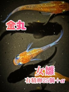 【金丸】女雛 メダカ上物 有精卵 25個+α