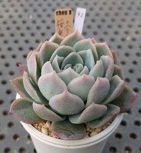 42.桜重ね×（リンゼアナ×ざわわ）【初出品】 実生苗 エケベリア 国産 多肉 Echeveria