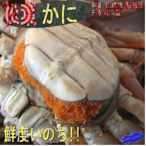 10箱、蟹の王様「活セコ-特選1kg」松葉ガニの子持ち雌　■山陰境港直送！！