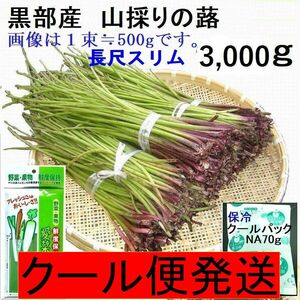 クール便発送【送料無料】(関東 東海 近畿 北陸 信越)　黒部産 天然 山蕗 ふき フキ(長くてスリム)保冷剤＆新鮮パック 80サイズ 3,000g