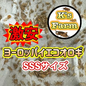 500匹(死着保証込み)SSSサイズ(イエコピンヘッドより少し大きめレッドローチ初齢と約同等サイズ)　激安ヨーロッパイエコオロギ　