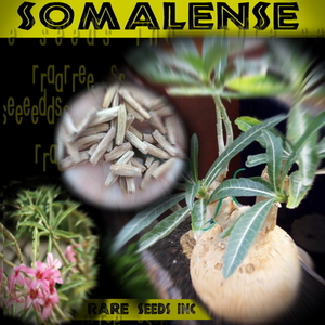 激レア■ソマリアの塊根！ アデニウム ソマレンセ 新鮮種子5粒　 somalense　　γ θ **ц**　②