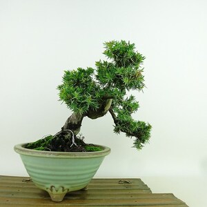 盆栽 杜松 樹高 約17cm としょう Juniperus rigida トショウ “ジン” ヒノキ科 常緑針葉樹 観賞用 小品 現品