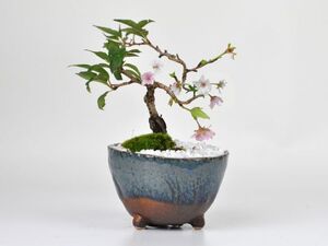 盆栽 桜 十月桜 ミニ盆栽 生子信楽鉢 桜のモダン盆栽 bonsai 満開 お花見 ボンサイ 鉢植え 桜 sakura さくら 専門店 桜特集 盆栽妙