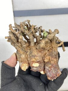 8123 「塊根植物」ケラリア ピグマエア 　抜き苗【12/19最新到着・多肉植物・Ceraria pygmaea・枯れ枝アリ】