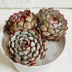 【現品】リトルレッドボート　3カット　多肉植物