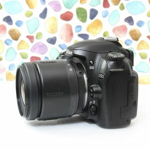 Nikon ニコン D50 ◇カメラ選びに迷ったらこのカメラ♪ ◇おすすめ一眼レフ♪