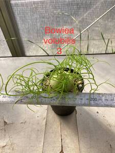 ③蒼角殿　Bowiea volubilis　4センチ球