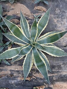 Agave americana 